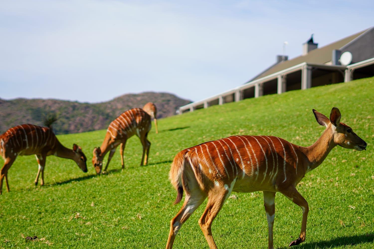 Wildehondekloof Game Lodge Matjiesrivier  Exterior foto