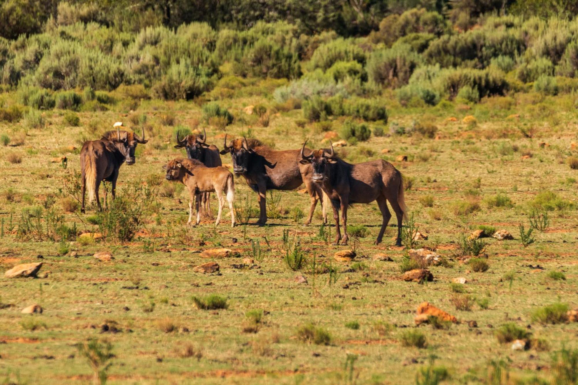 Wildehondekloof Game Lodge Matjiesrivier  Exterior foto