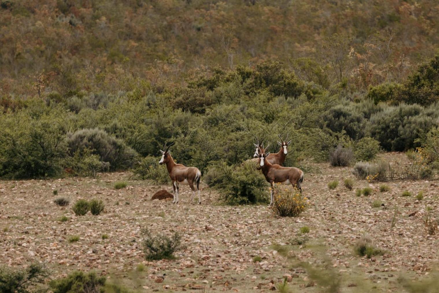 Wildehondekloof Game Lodge Matjiesrivier  Exterior foto