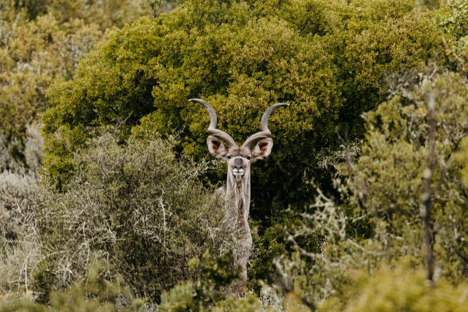 Wildehondekloof Game Lodge Matjiesrivier  Exterior foto